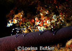 Two Harlequin Shrimps on a Purple Starfish.  Richeliou Ro... by Louisa Butler 